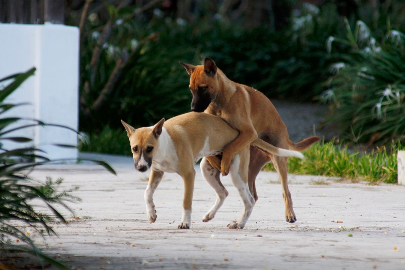 犬 セックス 人間