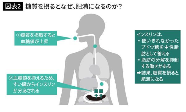 糖質を摂るとなぜ、肥満になるのか?