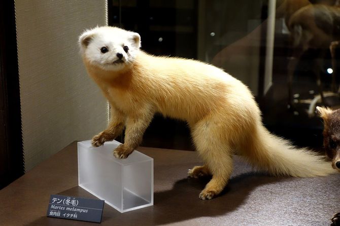 国立科学博物館の展示