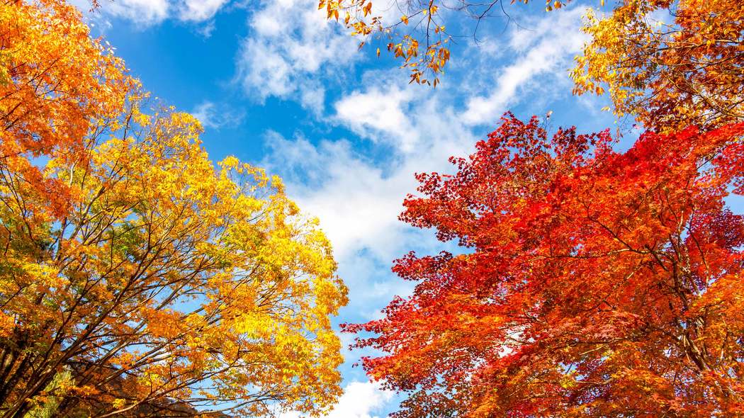 朝食でこれを食べない人は損してる…秋の｢なんとなく不調｣に医師が勧める"幸せホルモン"の分泌を助ける食材 布団から出るのが億劫､午前中は集中できない…