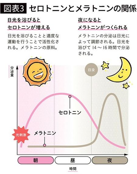 【図表3】セロトニンとメラトニンの関係