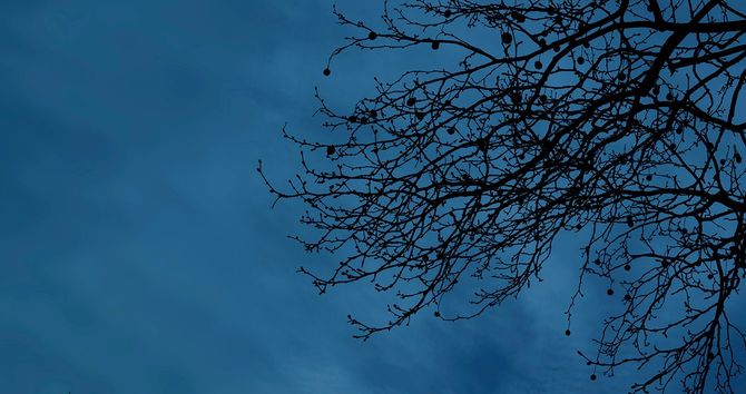 葉の無くなった木