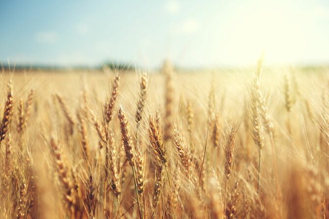晴れの日の黄金の麦畑