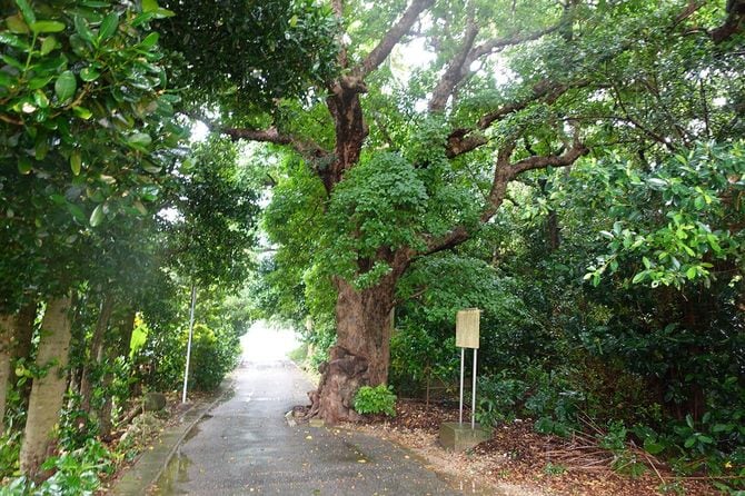 緑が多い多良間島