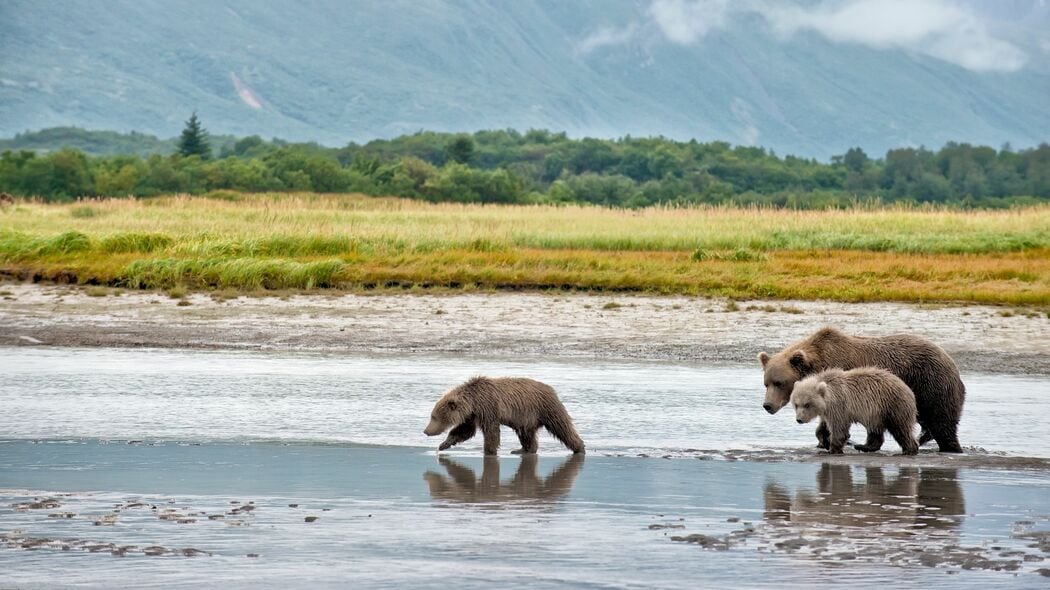 2頭の子を立て続けに失った母グマの悲痛すぎる呼び声…相次ぐ子グマの死亡事故はなぜ起きる?