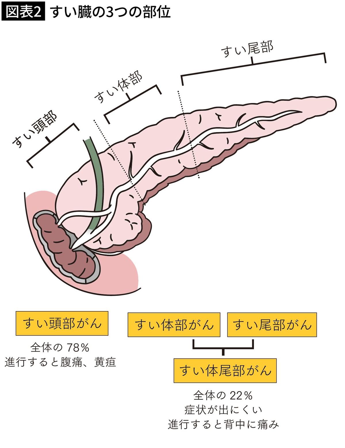 【図表2】すい臓の3つの部位