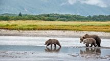 2頭の子を立て続けに失った母グマの悲痛すぎる呼び声…相次ぐ子グマの死亡事故はなぜ起きる?