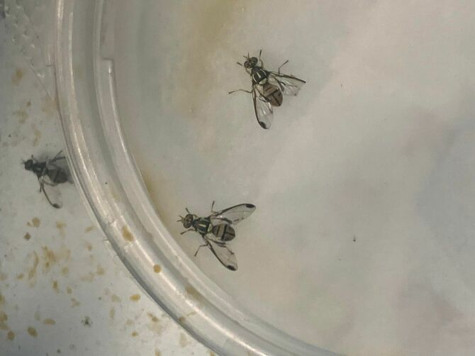 セグロウリミバエの成虫。不妊化法が功を奏しても、完全駆除には数年はかかる。