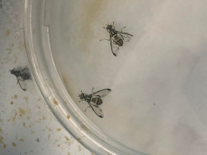 セグロウリミバエの成虫。不妊化法が功を奏しても、完全駆除には数年はかかる。