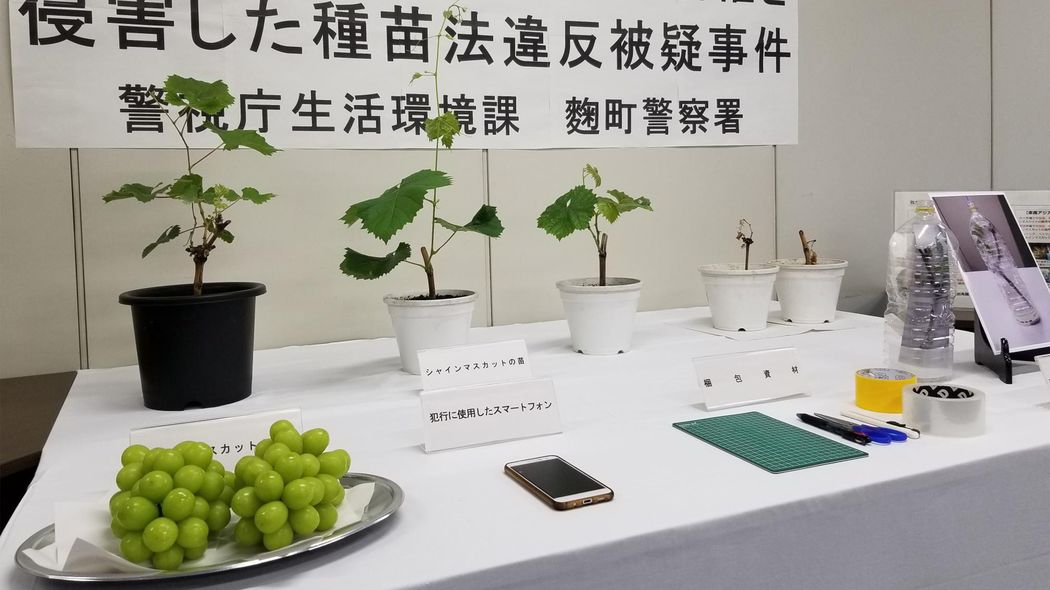 いまや中国･韓国産のほうが多数に…日本人の努力の結晶｢シャインマスカット｣が海外流出した根本原因 日本のフルーツは｢盗み放題｣だと思われている