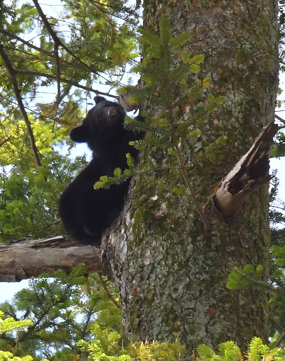 木の上に登ったクマ＝2023年10月13日午前11時34分、秋田県仙北市角館