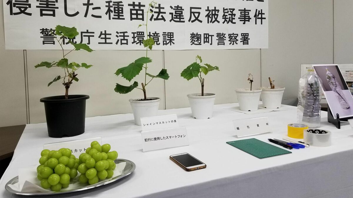 いまや中国・韓国産のほうが多数に…日本人の努力の結晶｢シャイン