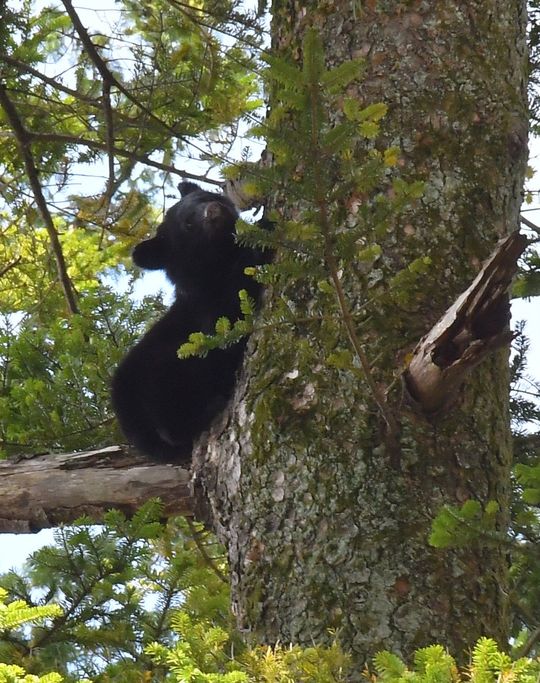 木の上に登ったクマ=2023年10月13日午前11時34分、秋田県仙北市角館