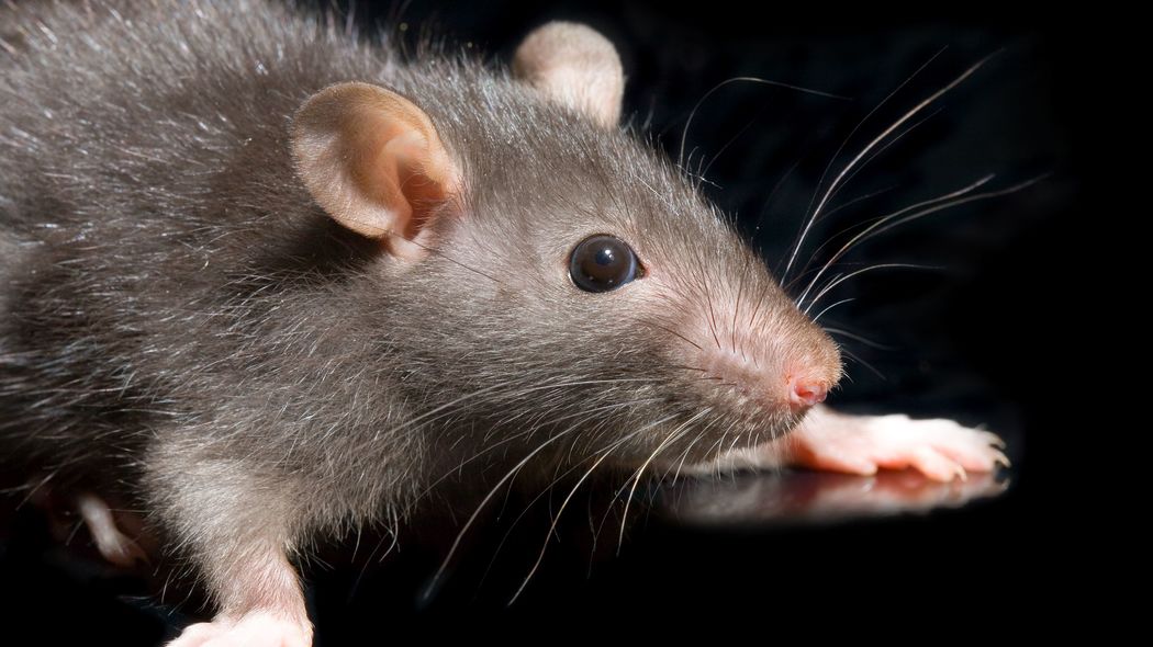 ゴキブリやネズミが｢ほどよく小さいサイズ｣であるワケ 海底の巣穴にすむ共生生物の生き方