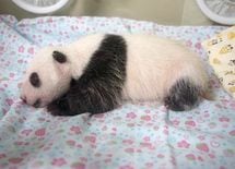 上野の街が「パンダ誕生」に興奮する理由