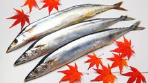 日本のサンマ不漁は台湾や中国の乱獲が主因か
