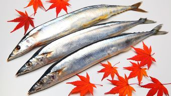 日本のサンマ不漁は台湾や中国の乱獲が主因か