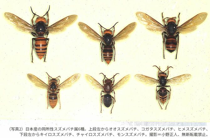 （写真2）日本産の同所性スズメバチ属6種。上段左からオオスズメバチ、コガタスズメバチ、ヒメスズメバチ、下段左からキイロスズメバチ、チャイロスズメバチ、モンスズメバチ。撮影＝小野正人、無断転載禁止。