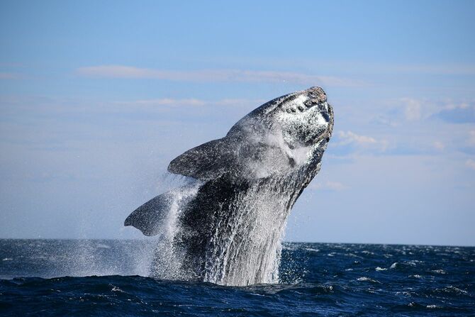 水をはねかける水から飛び出す右クジラ、野生動物の写真
