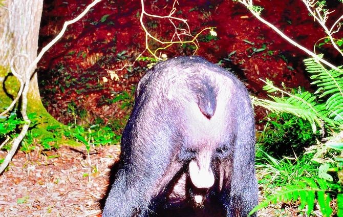 成獣のオスグマの外性器