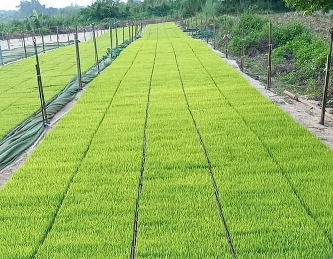 2ヘクタールの圃場から始まった試験栽培。2年にわたり栽培条件を検証し、最適な育て方を探った