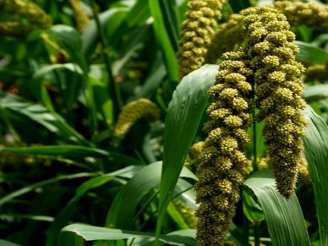 日本で古くから主食となっていたアワ