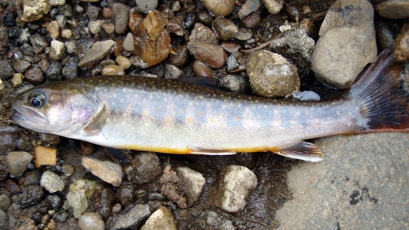 リニア工事とは無関係なのに｢絶滅寸前の川魚を守れ｣と難癖…またも意味不明な主張を繰り返す川勝知事の末路 そもそも個体数が減ったのは静岡県のせい