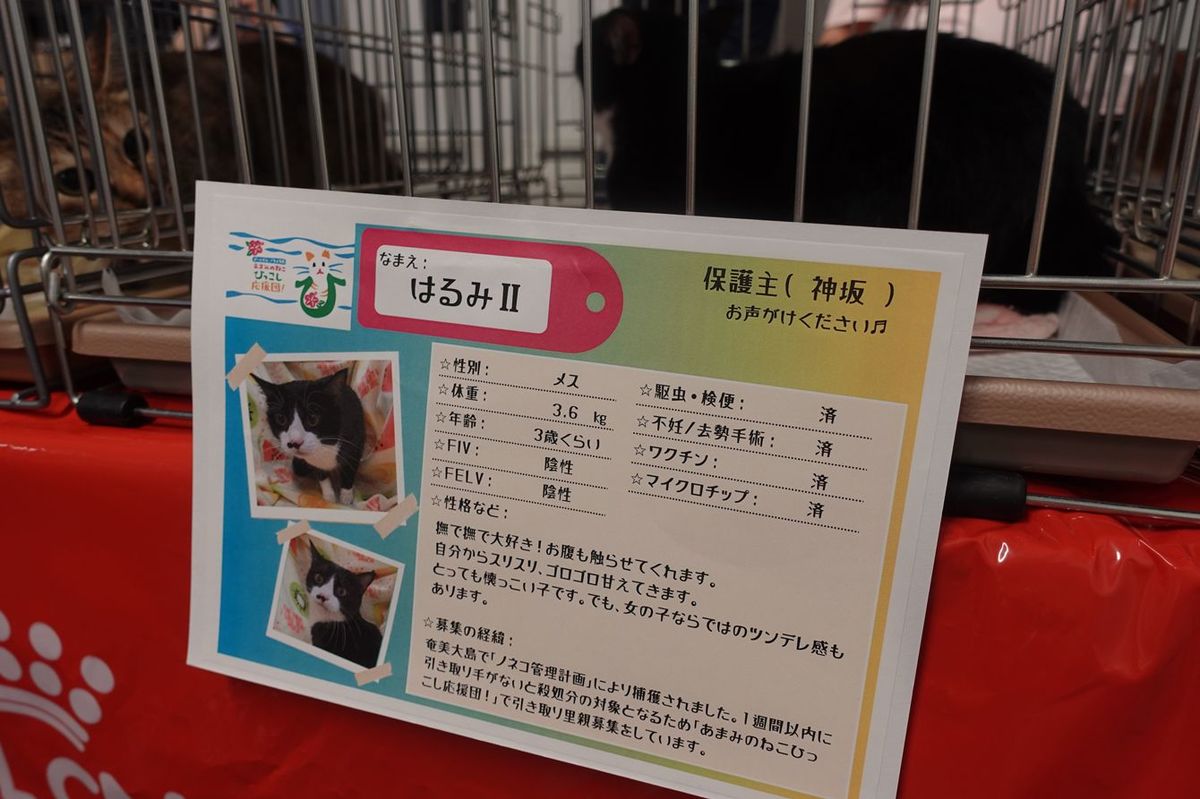 里親会では猫のプロフィールをパネルで展示している。