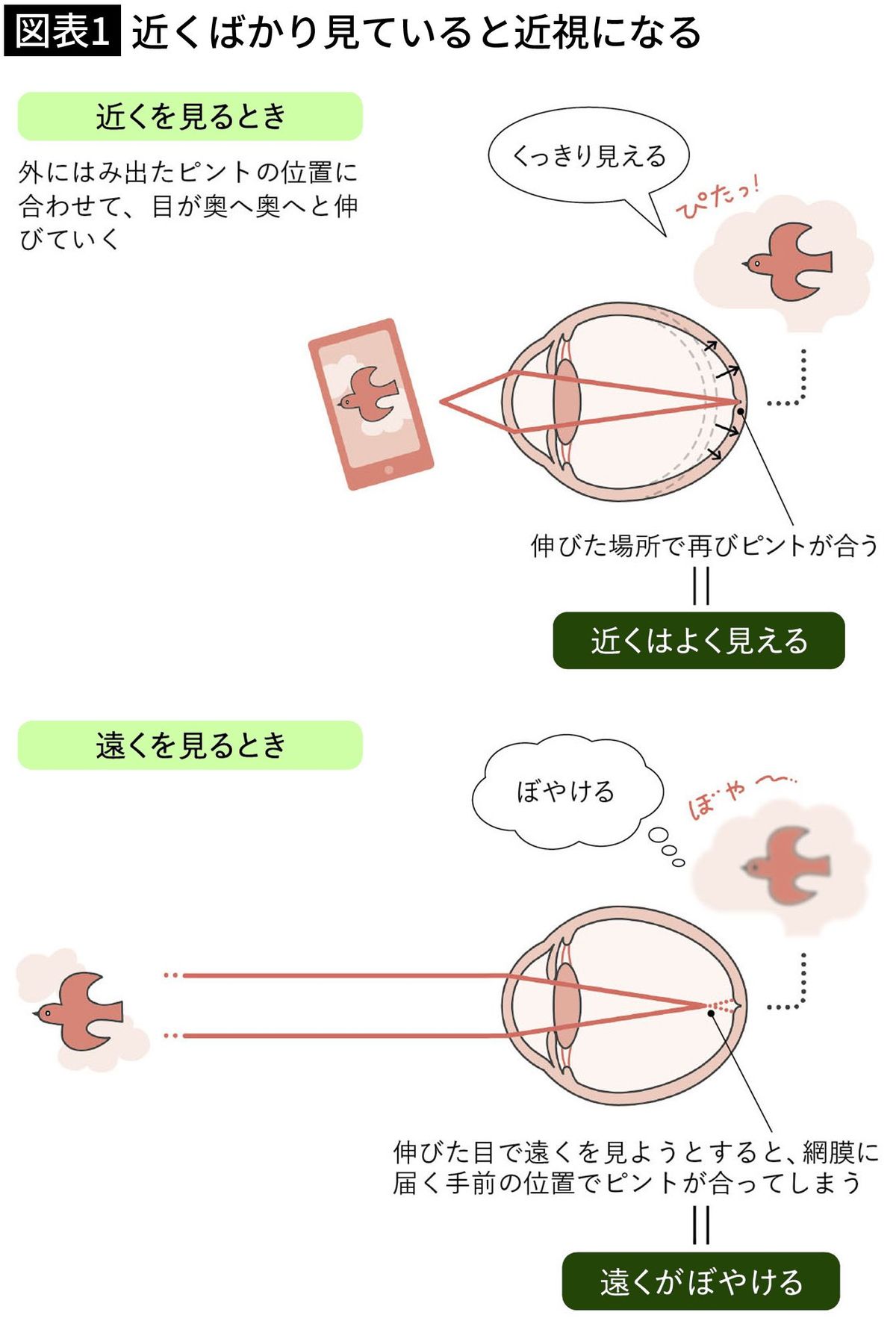 【図表1】近くばかり見ていると近視になる