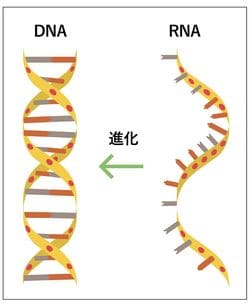 【図表】RNAから進化したDNA