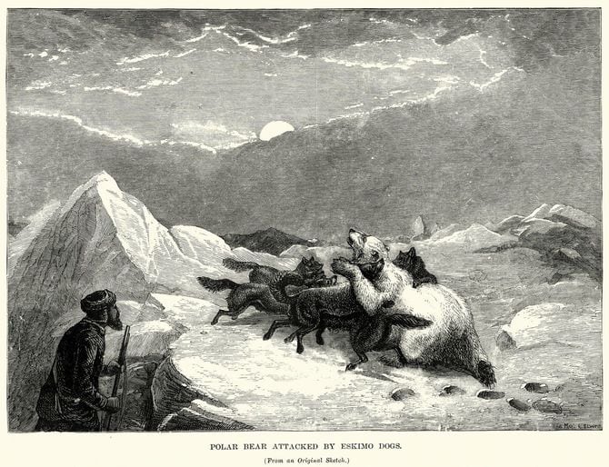 熊の喰い残しを狼が食べ尽くした（※写真はイメージです）