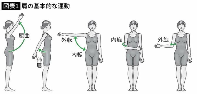 肩の基本的な運動