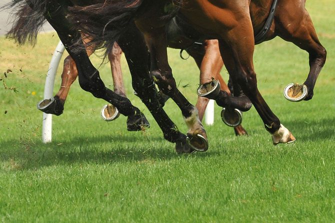 競馬場を走る馬の脚