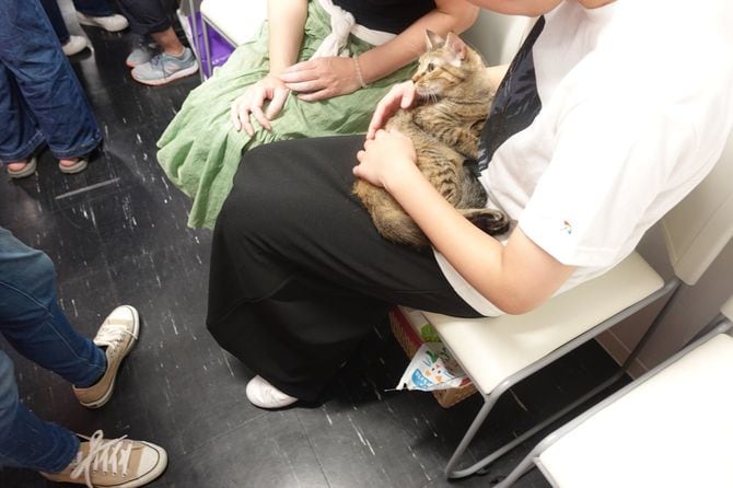 里親会では来場者が猫を抱っこすることもできる