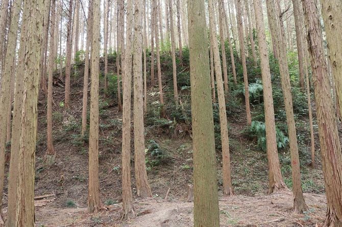 段曲輪間の急崖は明らかに人工。まるで壁のよう