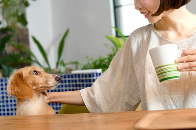 飼い主とダックスフント