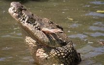 ｢もう一度きみとヤりたいと言ってるぜ｣イジメっ子を最後はワニの餌に…復讐を果たしたイジメられっ子のその後