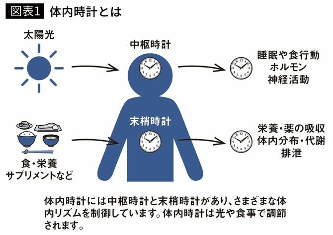 【図表1】体内時計とは