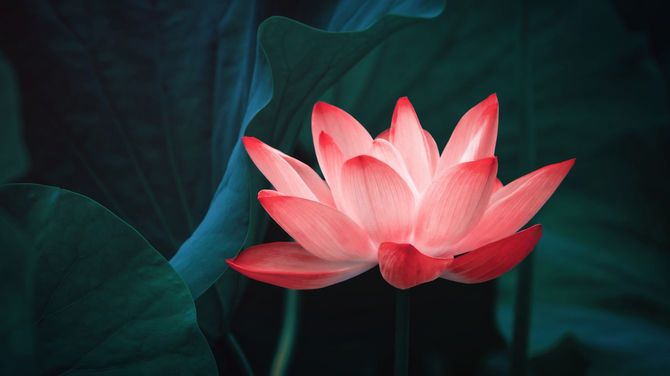 夏の池に咲く蓮