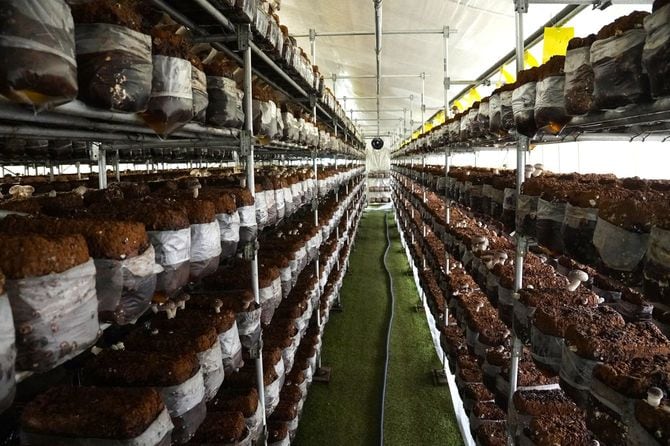 4500床の菌床が並ぶハウス内は、しいたけの声が聞こえるのではないかと思えるほど静かで、澄み切った空気だった