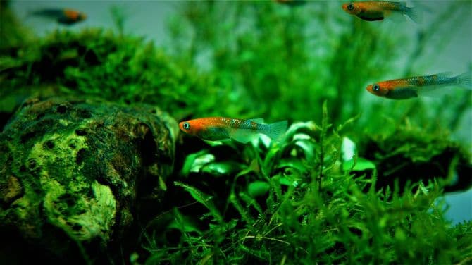 三色ラメめだか