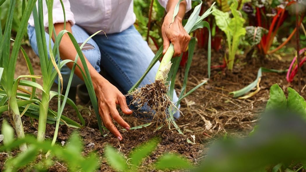 4人家族月10万円で超ハッピー…田舎で自給自足｢令和版北の国から｣の元東電社員が稼ぐ年収200万の意外な仕事 かつての年収800万円から大幅ダウンでも｢今が最高に幸せ｣