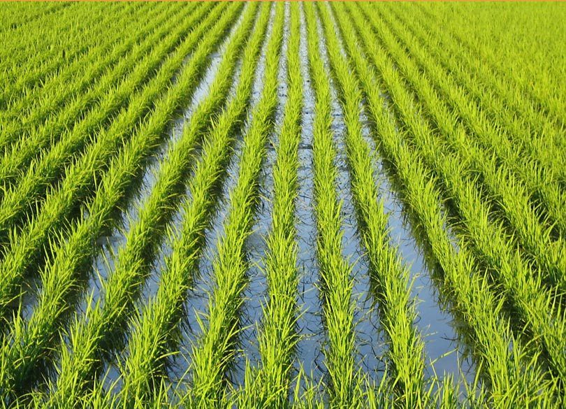 イチローから勇気。農業界のレジェンド