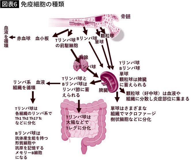 【図表】免疫細胞の種類