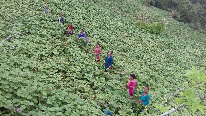 故郷のネパールで開いた農場