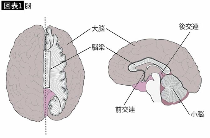 【図表1】脳