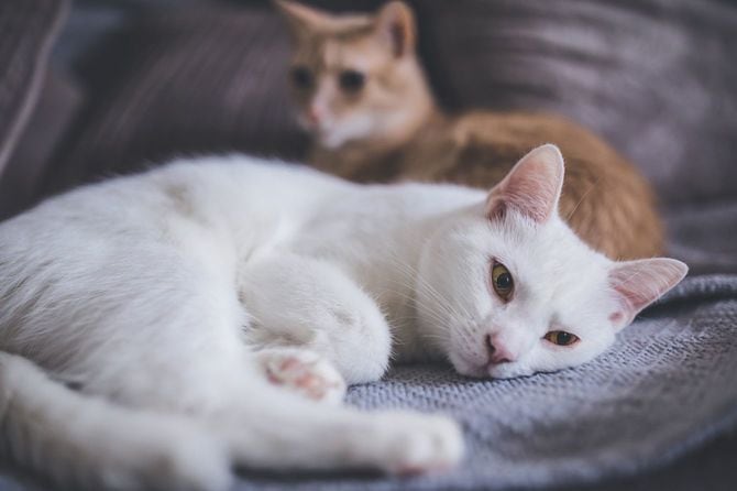 ベッドの中のかわいい猫2匹