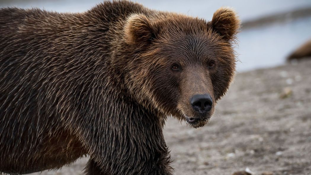 なぜ伝説の動物写真家はヒグマに命を奪われたのか…星野道夫さんの悲劇を呼んだ｢餌付けされたクマ｣の怖ろしさ
