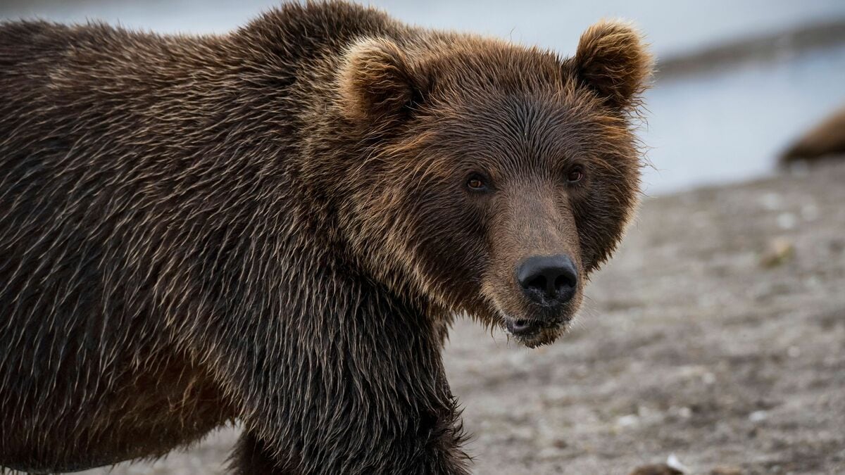 なぜ伝説の動物写真家はヒグマに命を奪われたのか…星野道夫さんの悲劇を呼んだ｢餌付けされたクマ｣の怖ろしさ