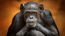 チンパンジーは喉に食べ物を詰まらせて窒息しない…ヒトが正月に餅を喉に詰まらせて死ぬ事故が頻発する理由